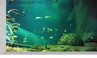 Underwater webcam of Ailand aquarium