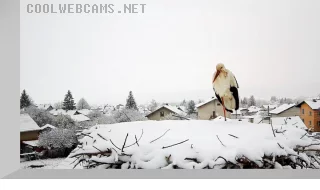 Webcam at the nest of storks in the village of Yarlovo, Bulgaria