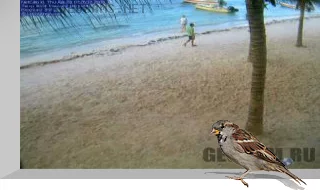 Akumal beach webcam