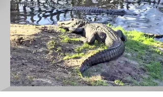 Alligator and Spoonbill Swamp Webcam