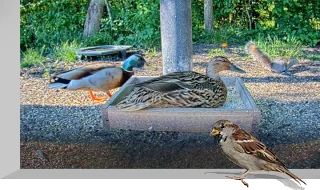 Webcam at the feeding station for wild animals and birds, Ohio