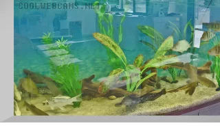 Webcam of the Adygea Lakes aquarium