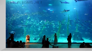 Aqua Planet Jeju Webcam, South Korea