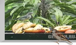 Atlantic Rainforest Live Cam