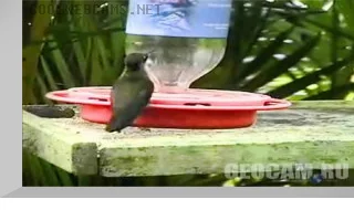 Atlantic Rainforest Live Cam