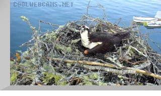 Audubon Boat House Osprey Nest Live Cam