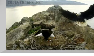 Webcam at the nest of Bald Eagles, Two Harbors, California