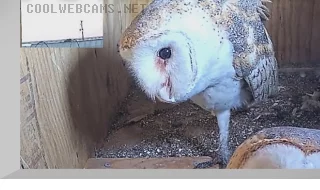 Webcam at a barn owl nest in Gainesville, Florida