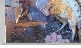 Webcam №2 at the Barn Owl Nest Gainesville, Alachua, Florida