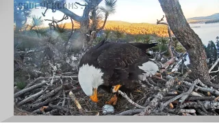 Big Bear Bald Eagle Webcam