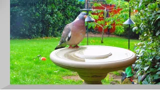 Bird bath webcam, Sheffield, England