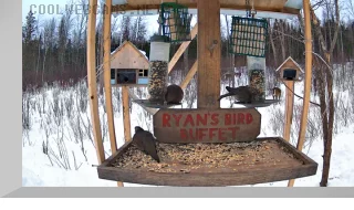 Ryan's Bird Buffet Webcam, Brownville