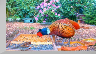 Wild animal and bird feeder live cam in Recke, Germany