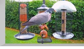 Bird feeder webcam in Sheffield