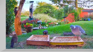 Webcam at bird feeders, Gresham, England