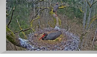 Webcam in nests of black storks