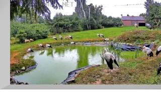 Webcam in the rehabilitation center for storks, Kozubschina, Poland