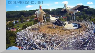 Webcam at the stork nest in the village of Bohuslavice, Czech Republic