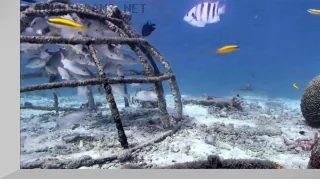 Bonaire Underwater Webcam