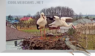 Webcam at the stork nest, Brest