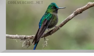 Webcam at the hummingbird feeders in the Mindo Valley