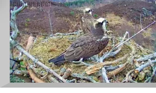 Webcam at the osprey's nest in the Caledonian Forest