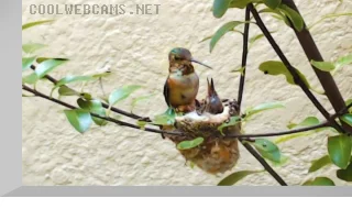 Hummingbird Nest Webcam in Southern California
