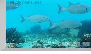 Cayman Islands Reef Webcam