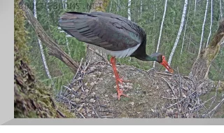 Webcam at the nest of black storks, Ogre Municipality, Latvia