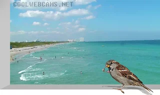 Dania Beach Pier and Beach Webcam