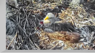 Webcam at the white-tailed eagle nest, Danube-Ipoly, Hungary