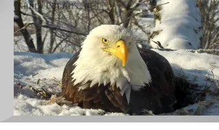 Decorah Eagles Full HD Webcam, Iowa