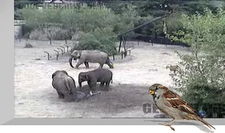 Elephants webcam