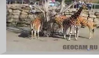 Dublin Zoo webcam