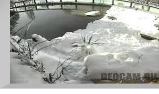 Penguin Webcam