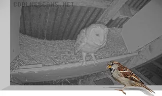 Webcam at the entrance to the barn owl nest, Duhallow, Ireland