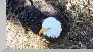 Duke Farms Eagle Webcam