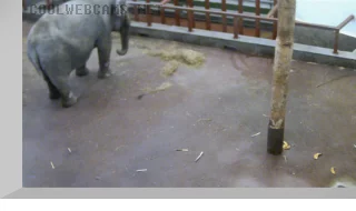 Elephant Dasha's webcam