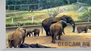 Elephant Web Cam