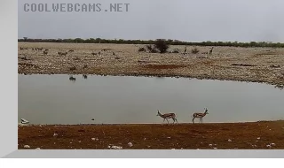 Webcam at a watering hole in Etosha National Park, Namibia