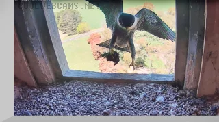 Webcam in the peregrine falcon nest, Orange