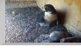 Webcam over the peregrine falcon nest, Orange