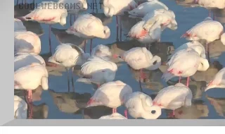 Kamfers Dam Flamingos PTZ Webcam, South Africa