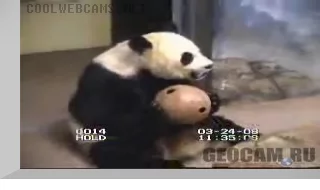 Giant Pandas webcam
