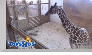April the Giraffe Webcam