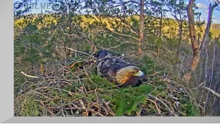Webcam at the Golden Eagles Nest, Latvia