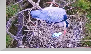 PTZ webcam at the nests of the gray heron colony, Biborteni, Romania