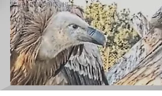 Webcam at the griffon vulture nest, Israel