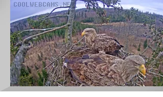 Webcam at white-tailed eagle nest