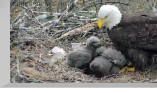 Bald Eagles Nest Webcam, Pittsburgh, PA